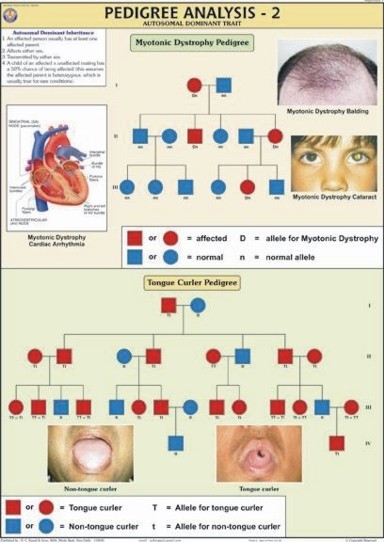 वंशावली विश्लेषण -2 चार्ट आयाम: 70 X 100 सेंटीमीटर (Cm)