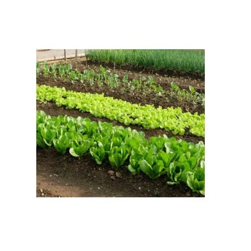 Organic Vegetables Fertilizer