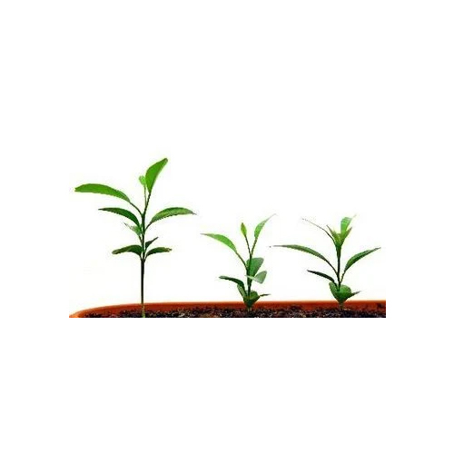 Plant Growth Regulators For Horticulture