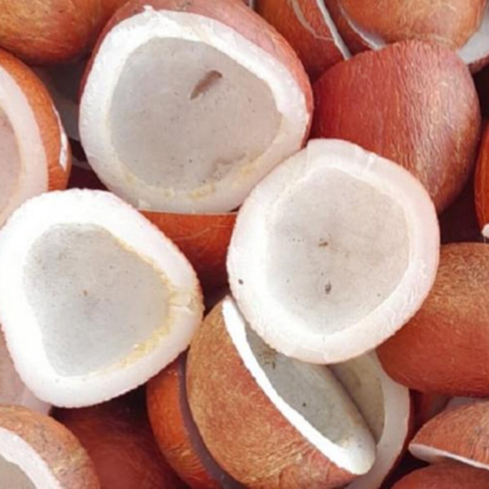 Coconut Copra - Color: White