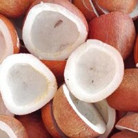 Coconut Copra