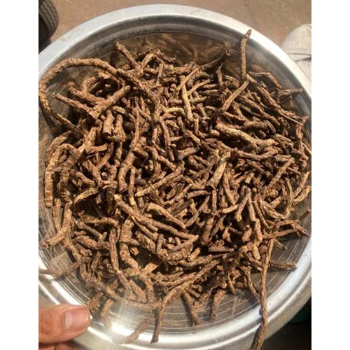 लंबी कुटकी जड़