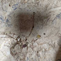 Multani Mitti - Grade: A Grade