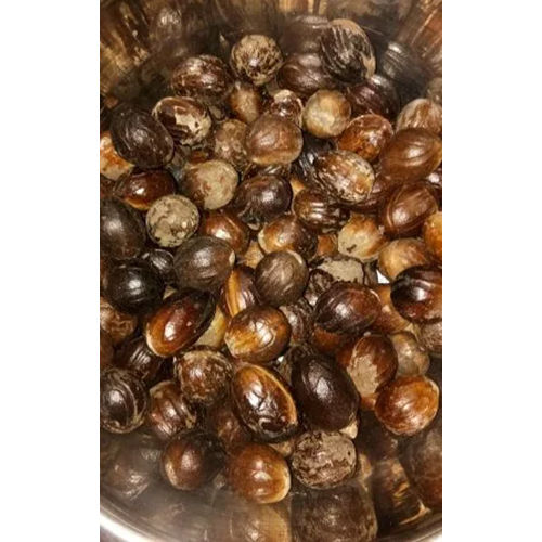 5 Kg Dried Nutmeg - Color: Brown