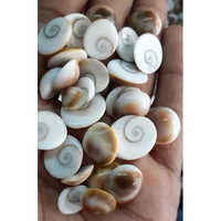 Natural Gomati Chakra - Color: White