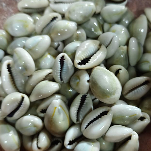 Natural Sea Shell - Natural Freshwater Pearls 11-14 Mm , Elegant White Color For Jewelry And Home Decor