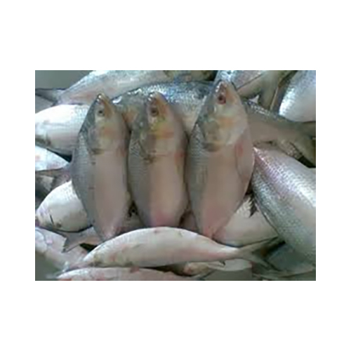 Fresh And Chilled Hilsa Fish - Shape: Piece