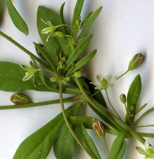 मोल्लुगो सर्बिना