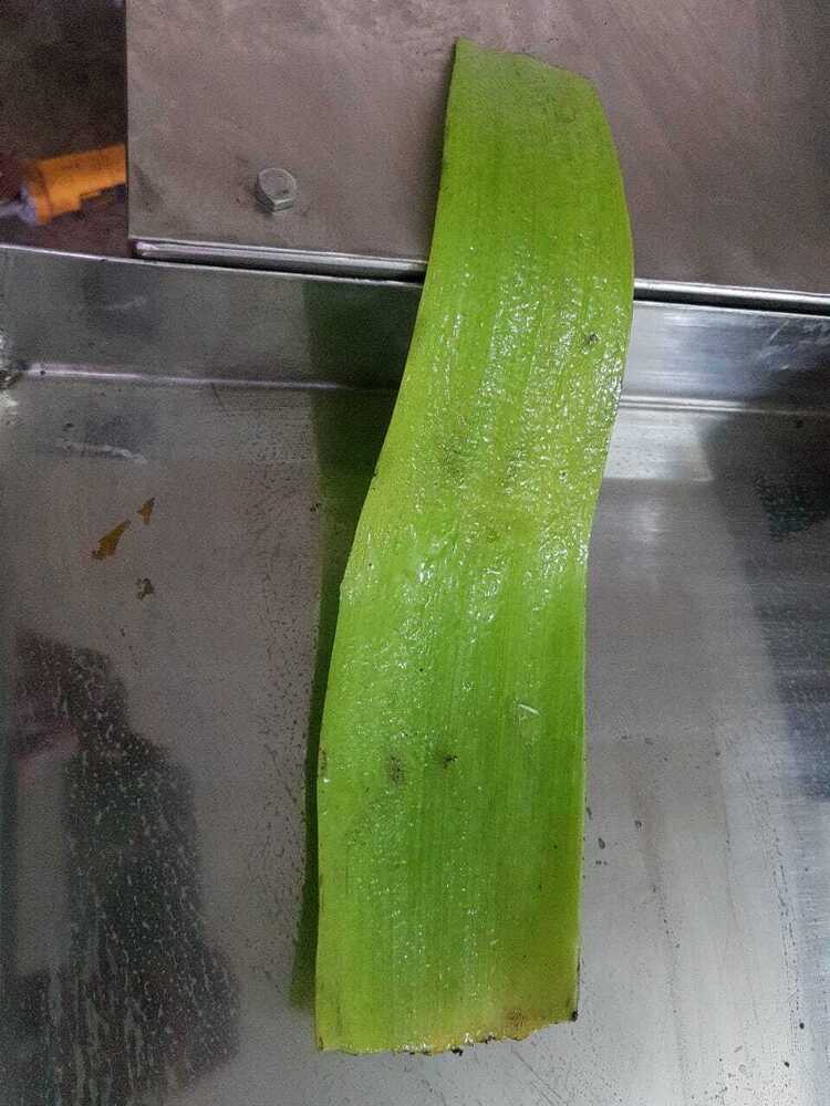 ALOE VERA PULP EXTRACTOR