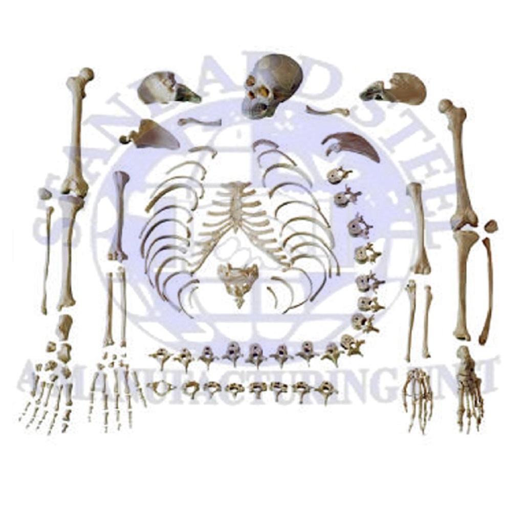Human Skeleton Model Disarticulated