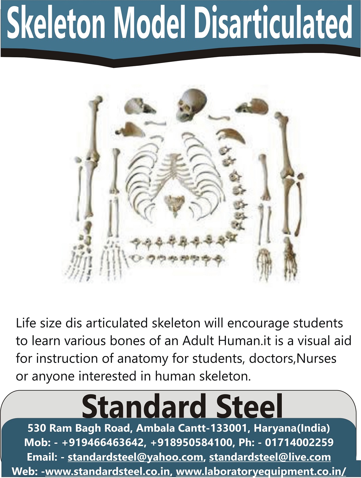 Human Skeleton Model Disarticulated