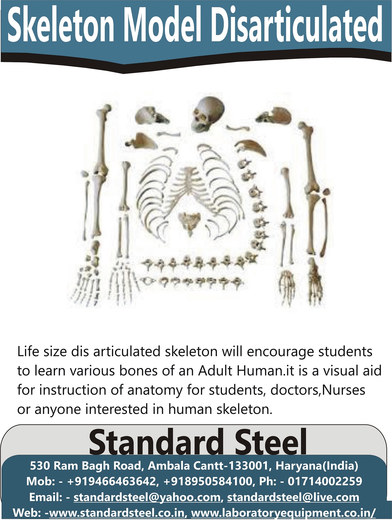 Disarticulated Human Skeleton Model 