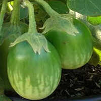 Fresh Green Brinjal - Cultivation Type: Organic