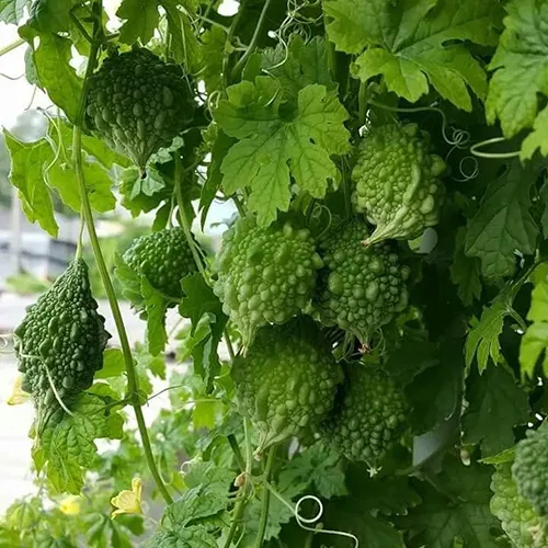 Organic Bitter Gourd