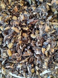 Cashew Nut Shell Cake
