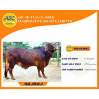 Frozen Semen Doses Of Abc, Veeravalli - Color: Black