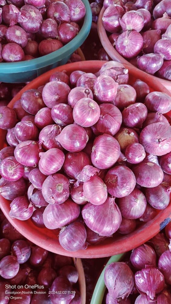 Red Onion