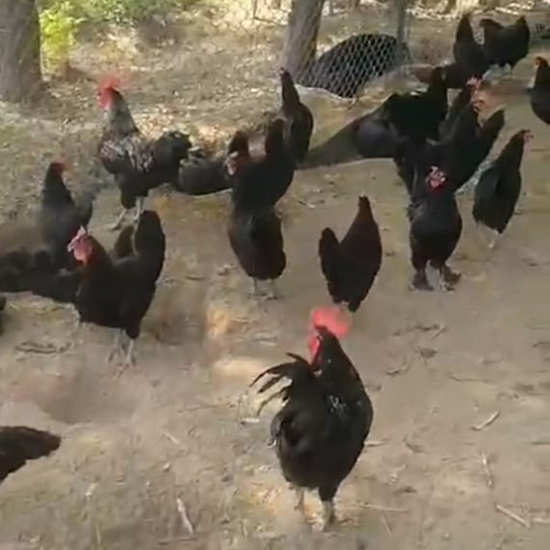 Black Australorp Hen