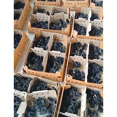 Black Australorp Chicks