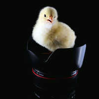 Broiler Chicks
