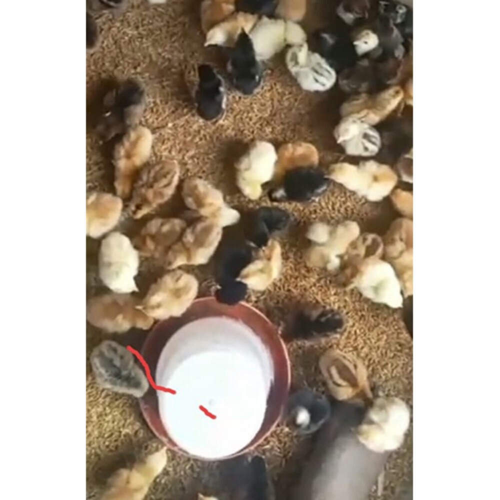 Ffg Chicks - Color: White And Black