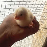 Layer Chicks - White Color | Premium Egg-laying Breed For Optimal Production