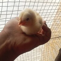 Layer Chicks - White Color | Premium Egg-laying Breed For Optimal Production