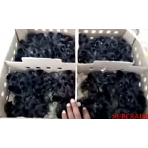 Kadaknath Chicks