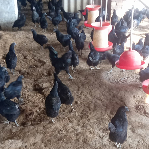 Kadaknath Hen