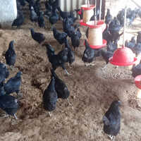 Kadaknath Hen