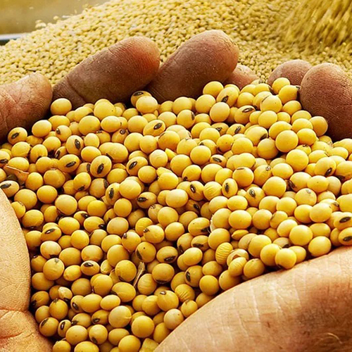 ताजा उच्च प्रोटीन सोयाबीन