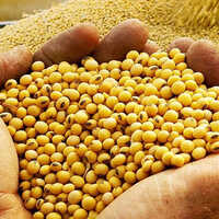 Fresh High Protein Soybean - Organic, Dried, Zero Moisture Content | High Purity, Natural Size, Solid Texture, Excellent Protein Source