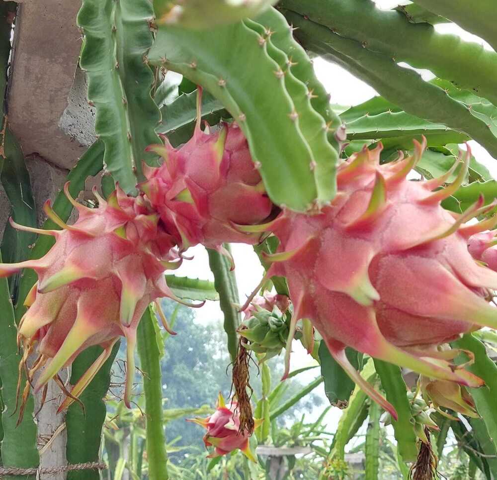 Fresh Dragon Fruit - Color: Pink