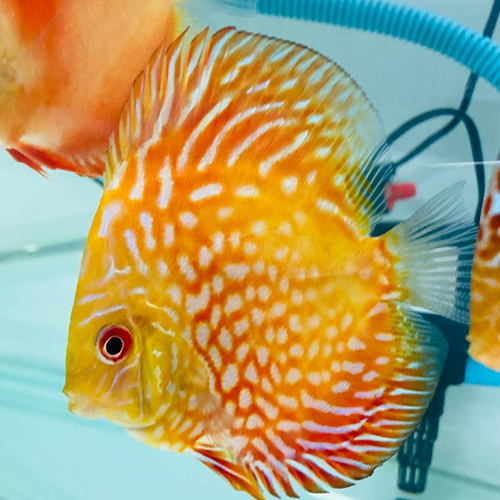 Live Discus Fish