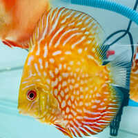 Live Discus Fish - Color: Orange