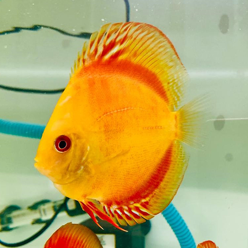 Yellow Discus Fish