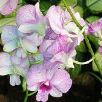 Beautiful Orchid Plant - White, 1-2 Inch Flowers | Long-lasting 15-20 Years, Elegant, Unique Addition For Home And Office Decor