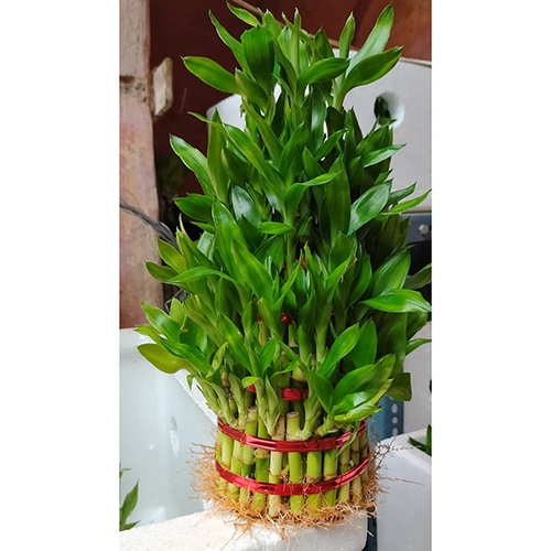 5 Layer Lucky Bamboo - Color: Green