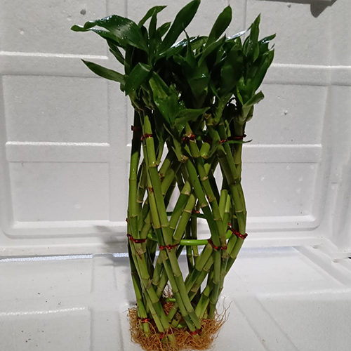 Home Decorative Twist Lucky Bamboo - Color: Green