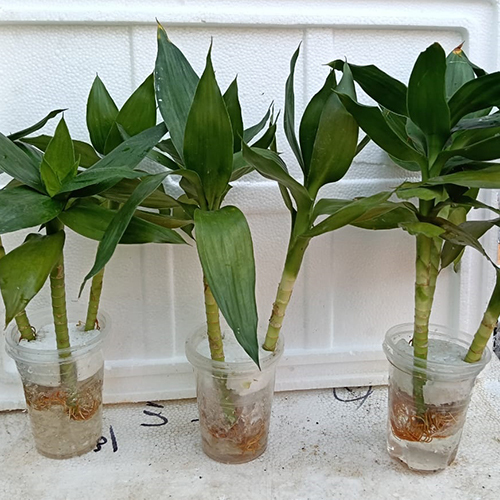 Lotus Lucky Bamboo - 1-2 Feet, Green | Slender Stems, Pointed Leaves, Grows In Soil Or Water, Symbolizes Good Luck And Prosperity
