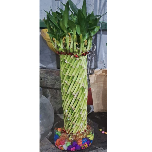 Twist Lucky Bamboo