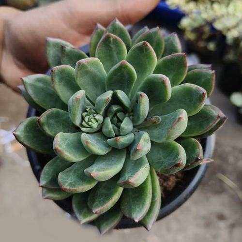 Succulent Plant - Color: Green