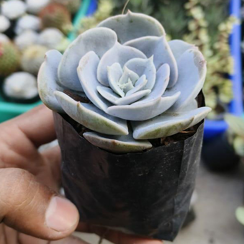 Succulant Plant