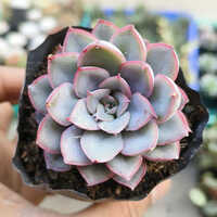 Succulent Plant - 1-2 Feet Size, Pink Flower Color | 1-2 Years Shelf Life, Drought-resistant Adaptation