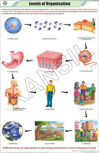 संगठन चार्ट का स्तर आयाम: 58 A 90 सेंटीमीटर (Cm)