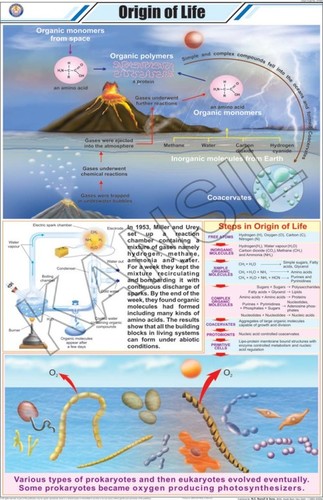 जीवन चार्ट की उत्पत्ति आयाम: 58 A 90 सेंटीमीटर (Cm)