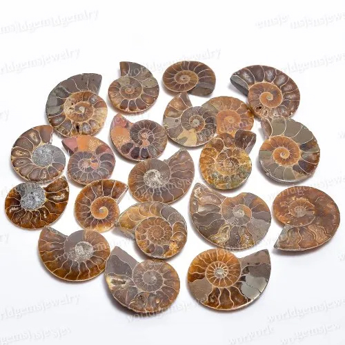 Semi Precious Ammonite Stone - Hardness: Rigid