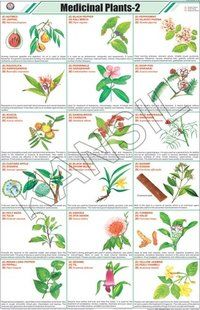  औषधीय पौधे-II चार्ट