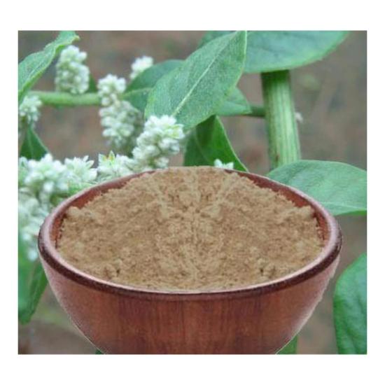 Gorakshaganja Extract (Aerva lanata)
