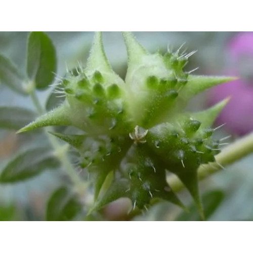 Tribulus Terrestris